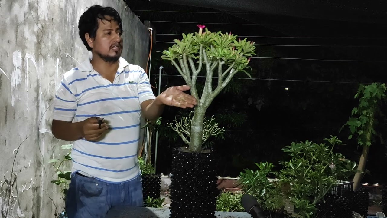 adenium con ramas arrugadas, que hacer