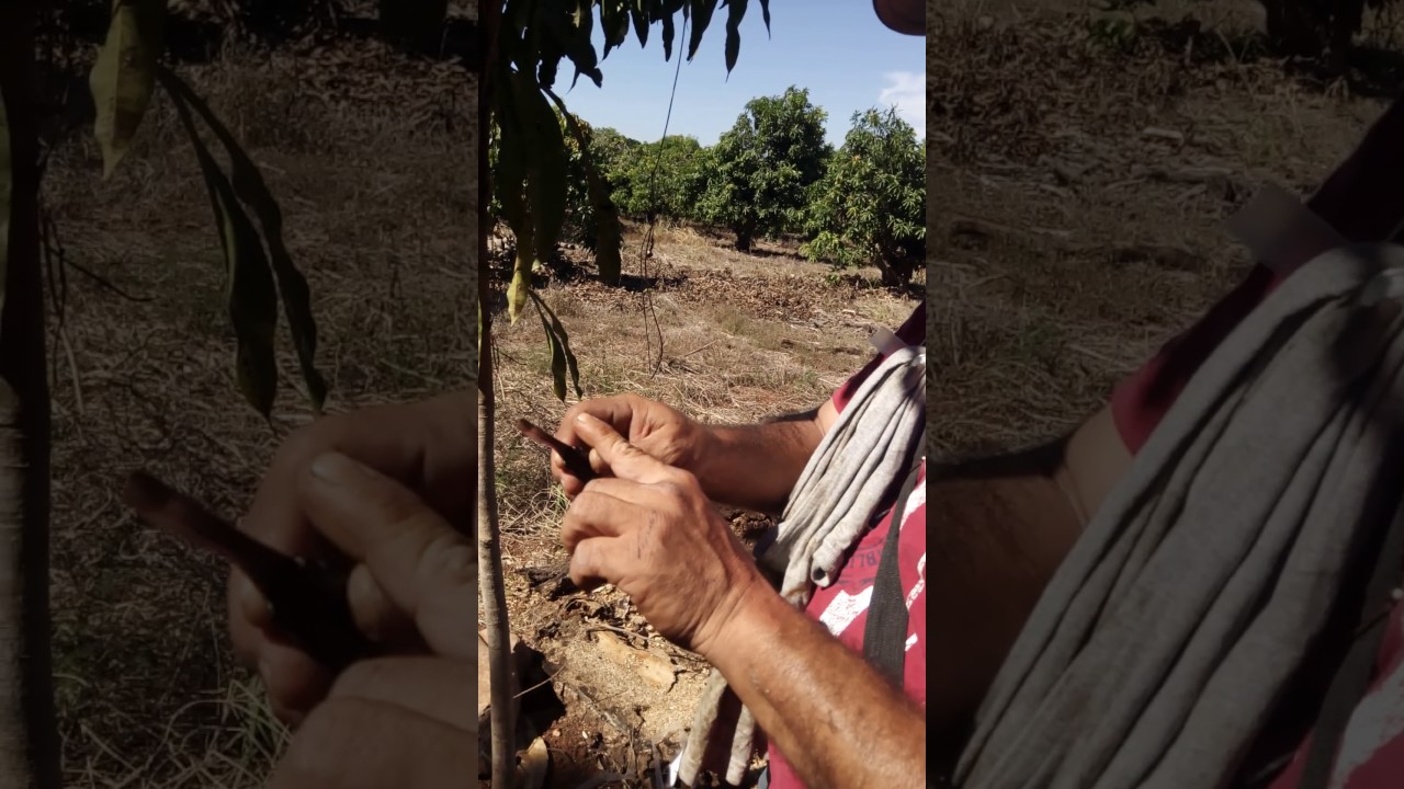 Ingerto de mango ataulfos en planta de criollo