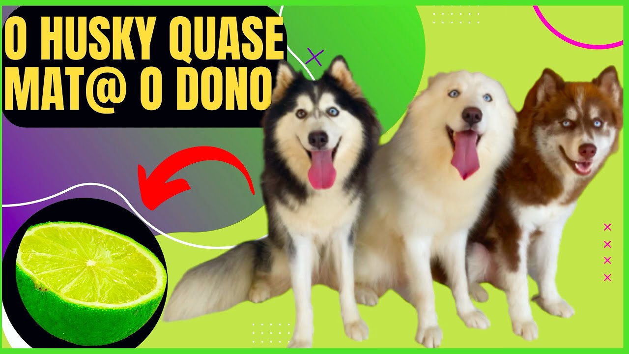 TROLLEI OS HUSKY COM LIMÃO 😂 | ANTARES SE VINGOU NO FINAL !#animais