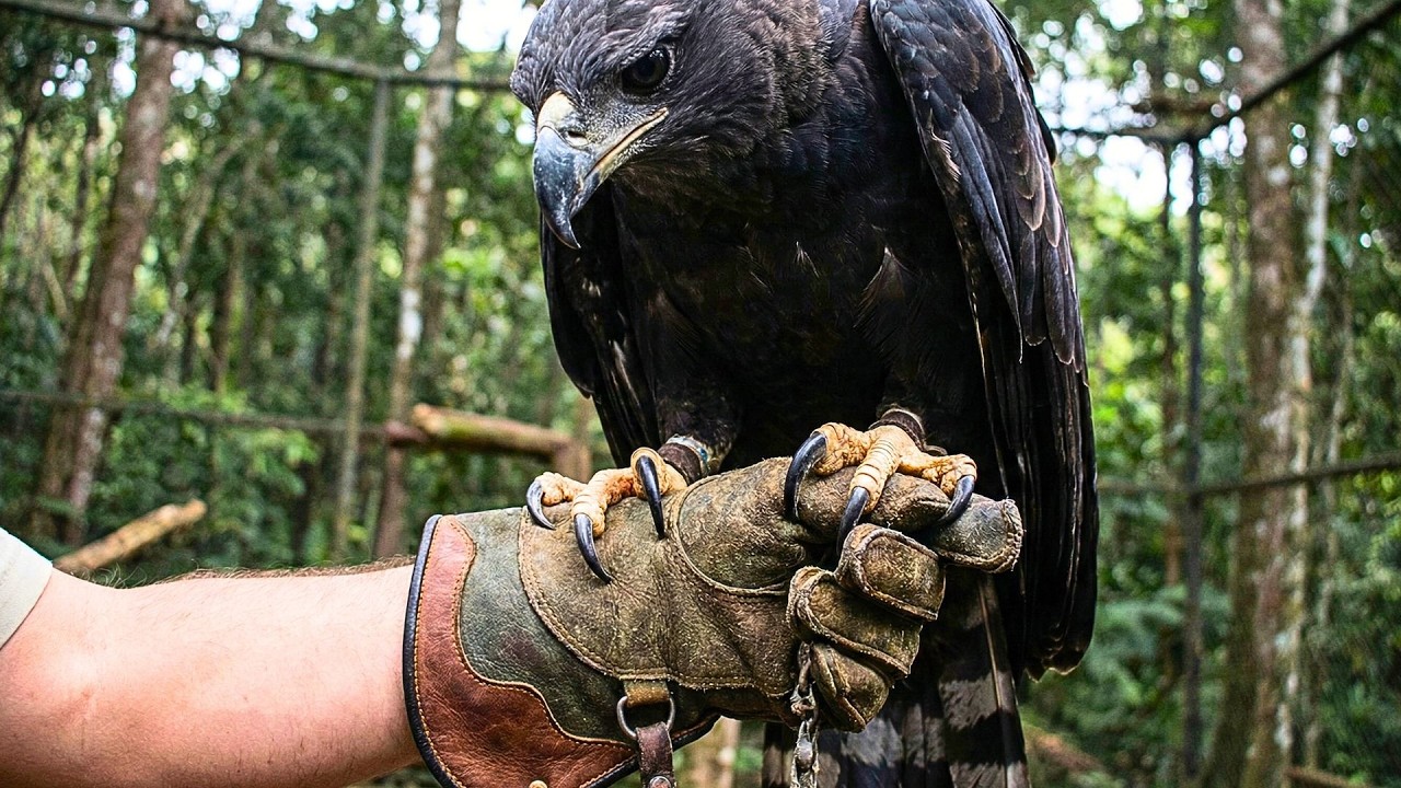 Those Talons Could Break My Arm: Handling a Harpy Eagle