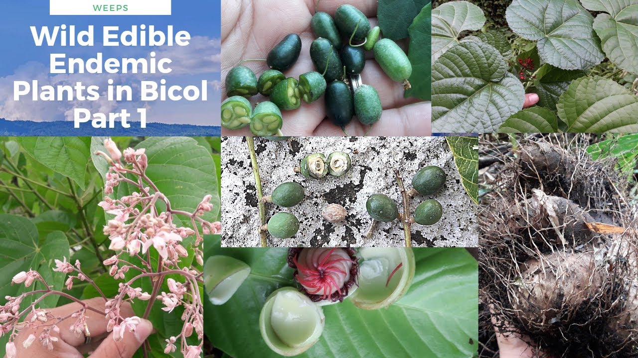 Mga halamang- gubat na maaaring kainin | Wild Edible Endemic Plants found in Bicol | libreng prutas