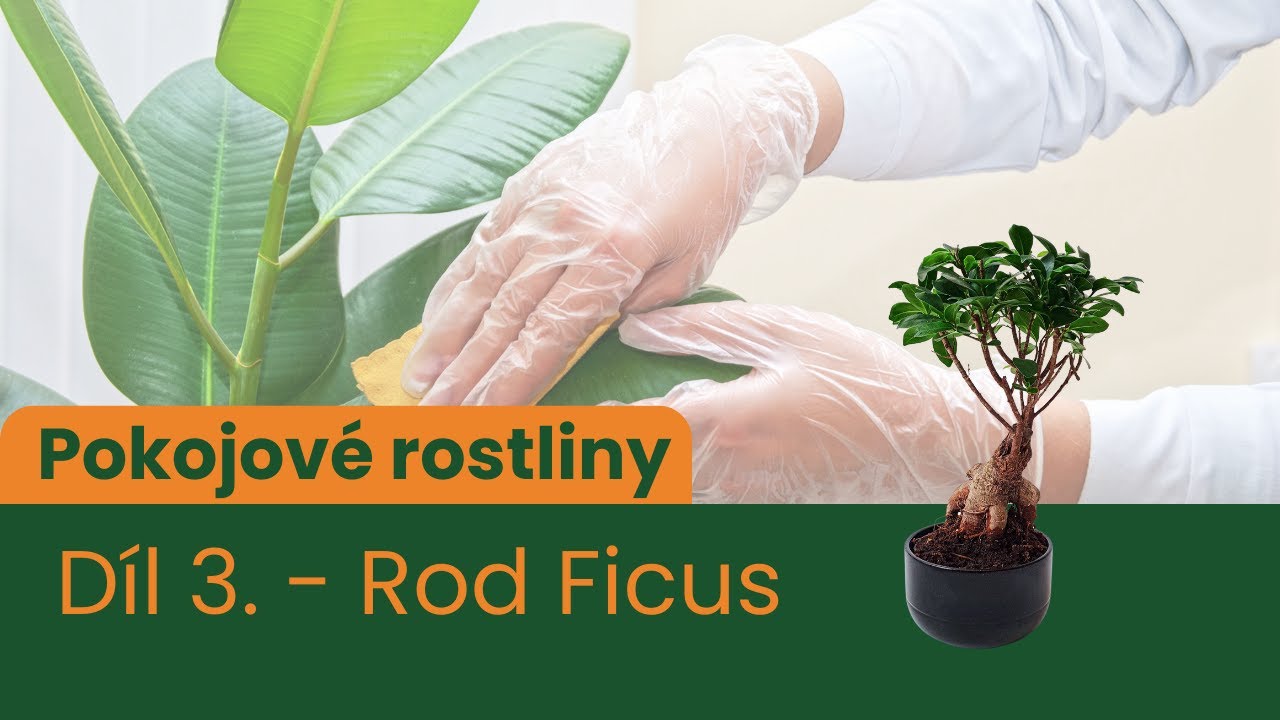 Pokojové rostliny - 3. DÍL - Rod Ficus