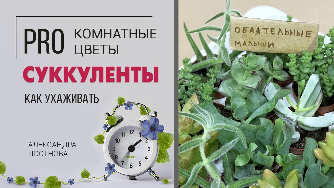 Малышня в песочнице | Суккуленты - знакомимся поближе