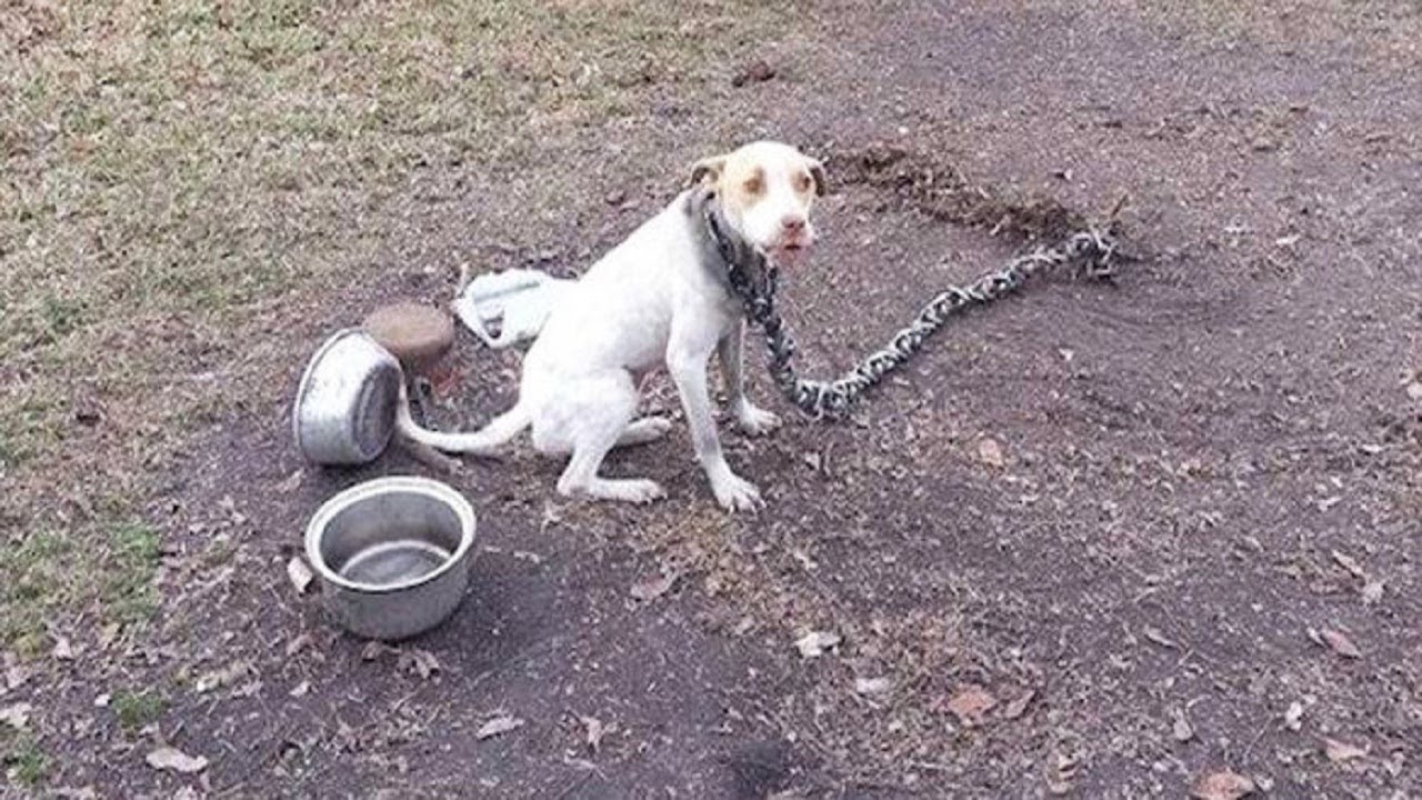 Poor Pit Bull Chained Most Of Her Life Gets To Taste Freedom For The First Time