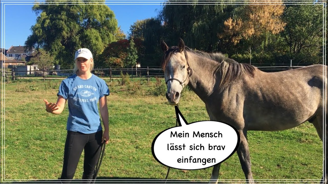 Natural Horsemanship: Pferd lässt sich nicht einfangen