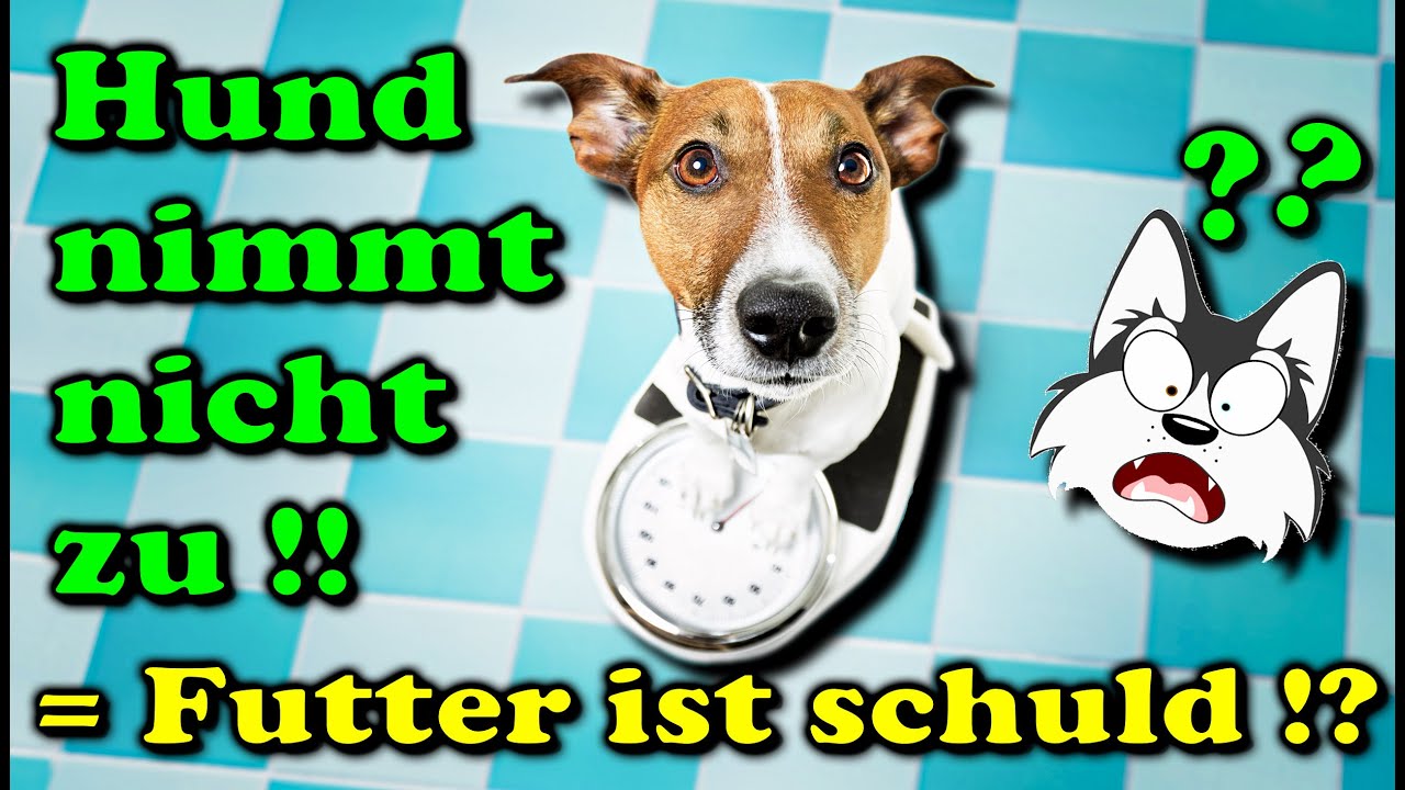 Hund ist zu dünn / Die Futtermenge reicht nicht aus !? - Das Futter ist schuld !?!😠/ Nature Trails