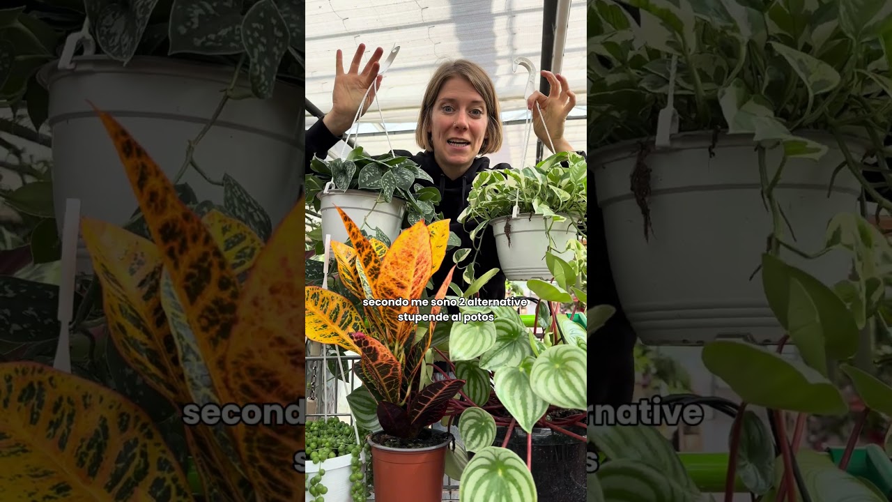 Piante da interno: le pi&ugrave; particolari! #giardinaggio #piantedaappartamento #piantedainterno #piante