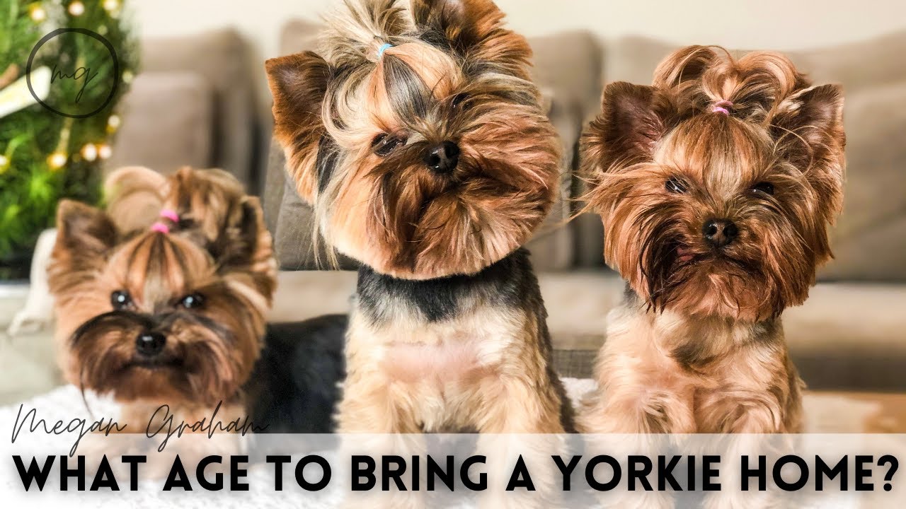 What Age To Bring A Yorkie Home | Yorkie 101