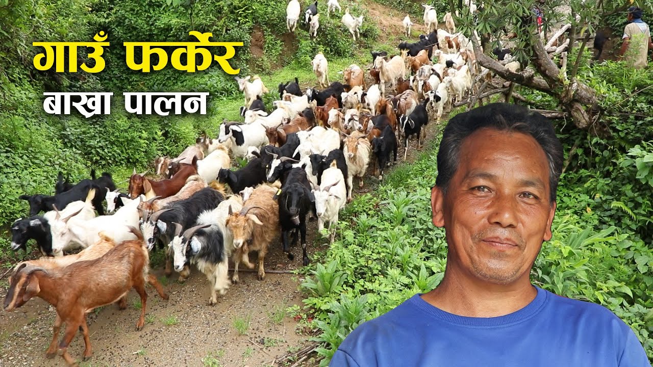 गर्न सके बाख्रा पालनमा फाइदा छ : लोक ब.घले