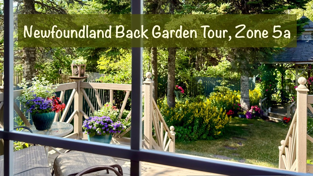Mid-#July #Newfoundland #BackYardGarden Tour, #Zone5a    #brunnera  #hostas #loosestrife #roses