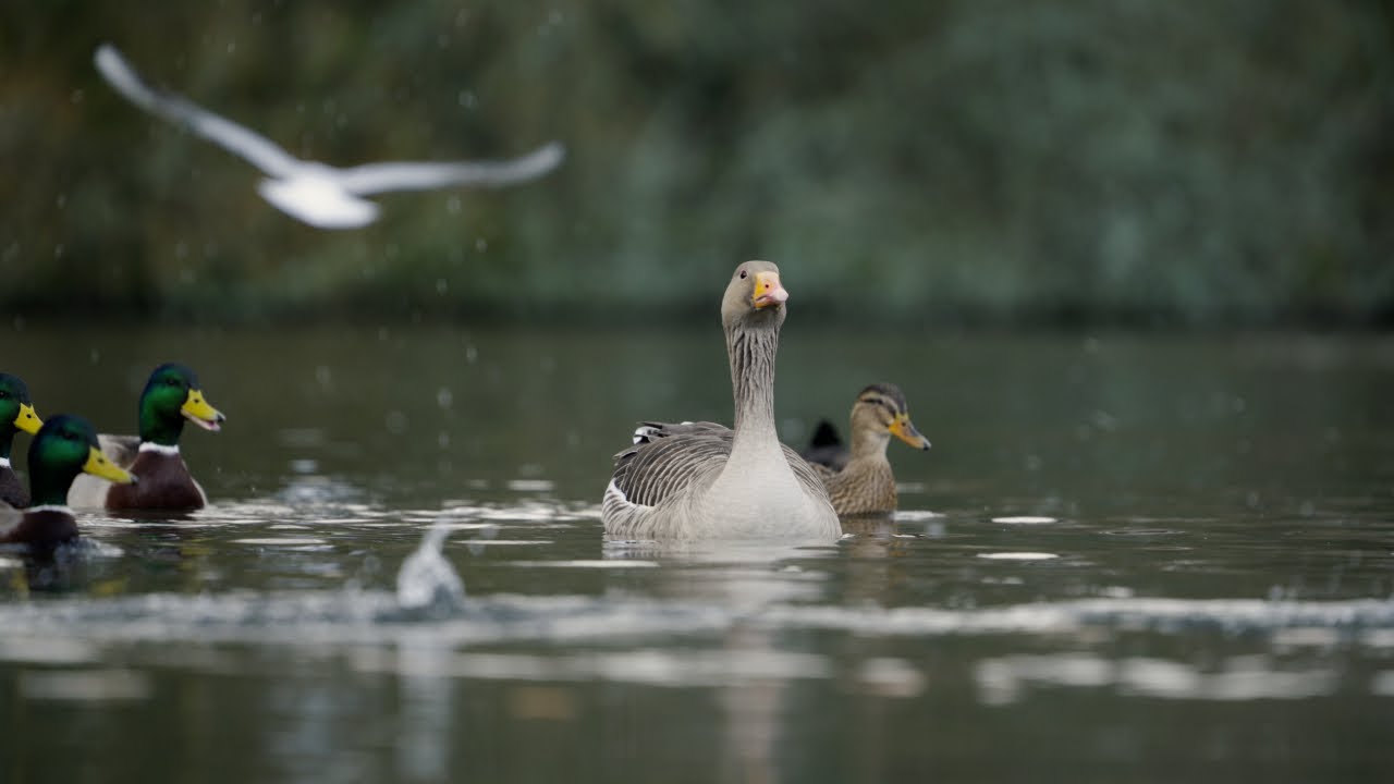 Sony A7V + Tamron 70-180mm, f/2.8, G2 | 4K 120 Bird Wildlife