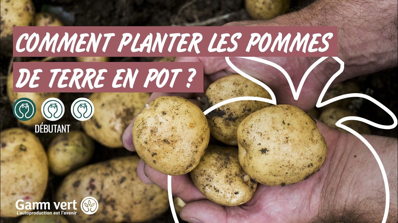 [TUTO] Comment planter les pommes de terre en pot ? - Jardinerie Gamm vert