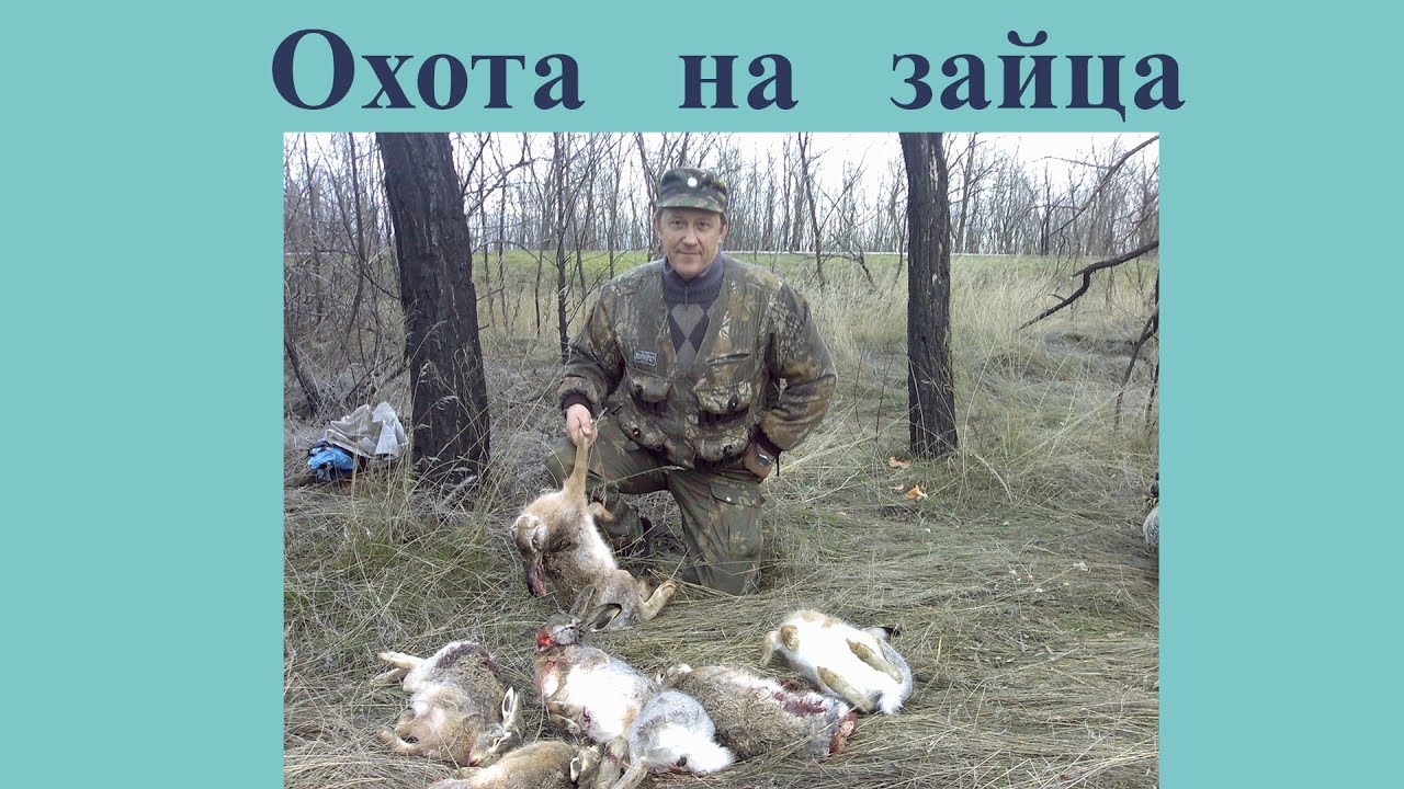 Удачная охота на зайца