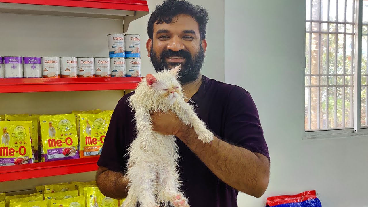 🐈🐈 മിന്നുവിനെ കൊണ്ട് SPA യിൽ പോയീ 💇🏼💇🏼 | Ebadu  Rahman  Cat