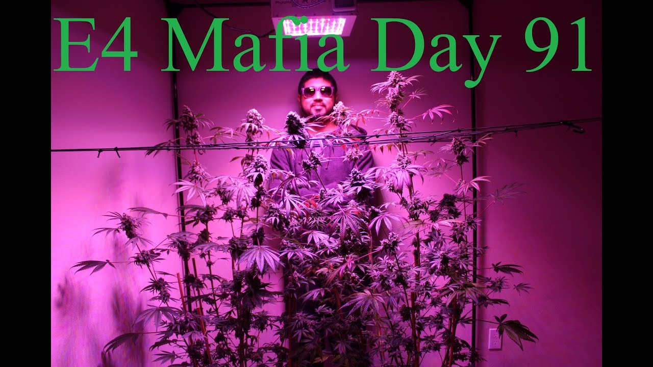 Calivetgrown E4 Mafia Grow Day 91 Harvest Extended