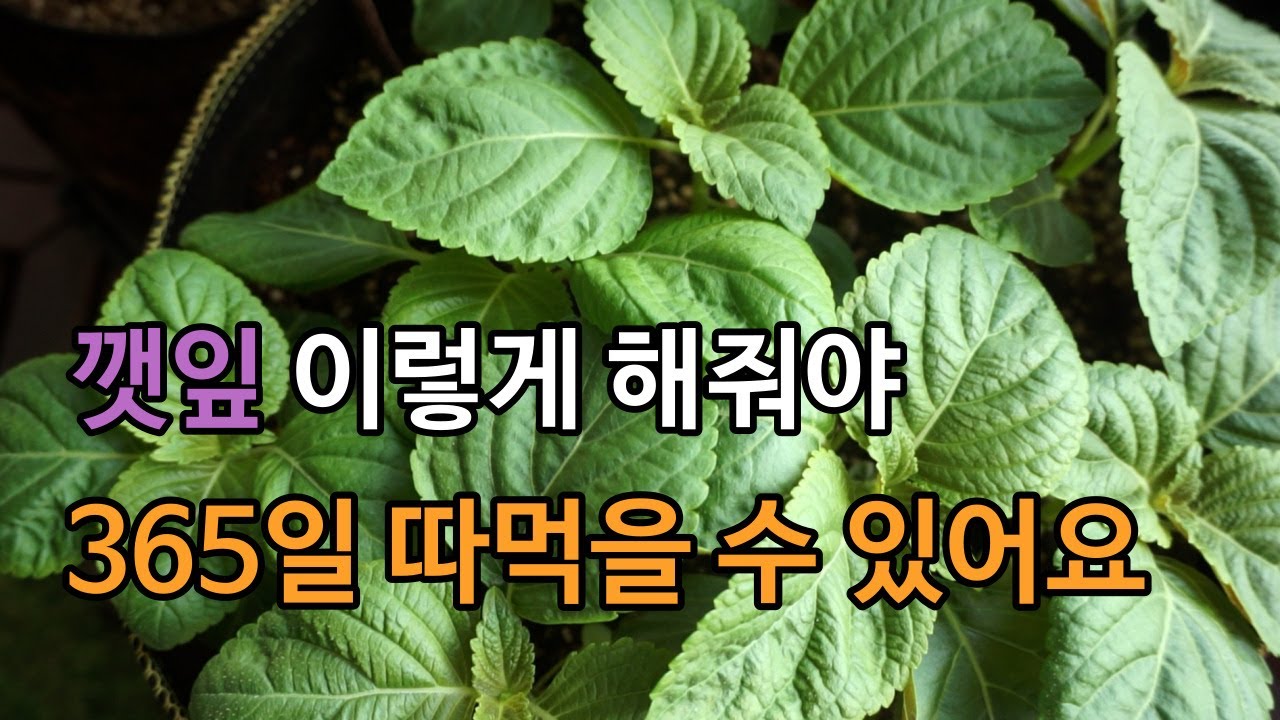 [베란다 텃밭정원] 깻잎 이렇게 해줘야 365일 따먹을 수 있어요 / 홈파밍 깻잎키우기 Tips