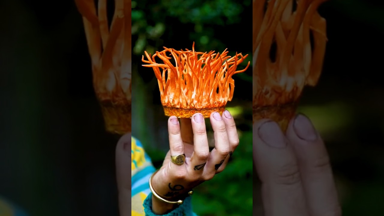 Os 10 COGUMELOS mais NUTRITIVOS do mundo 🍄 #alimentacaosaudavel #cogumelos