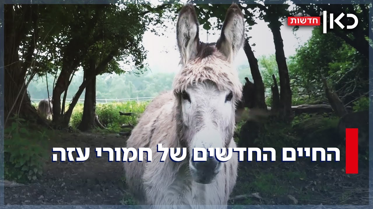 החיים החדשים של חמורי עזה: מההתעללות בשטחי הרצועה לחיים שלווים באירופה
