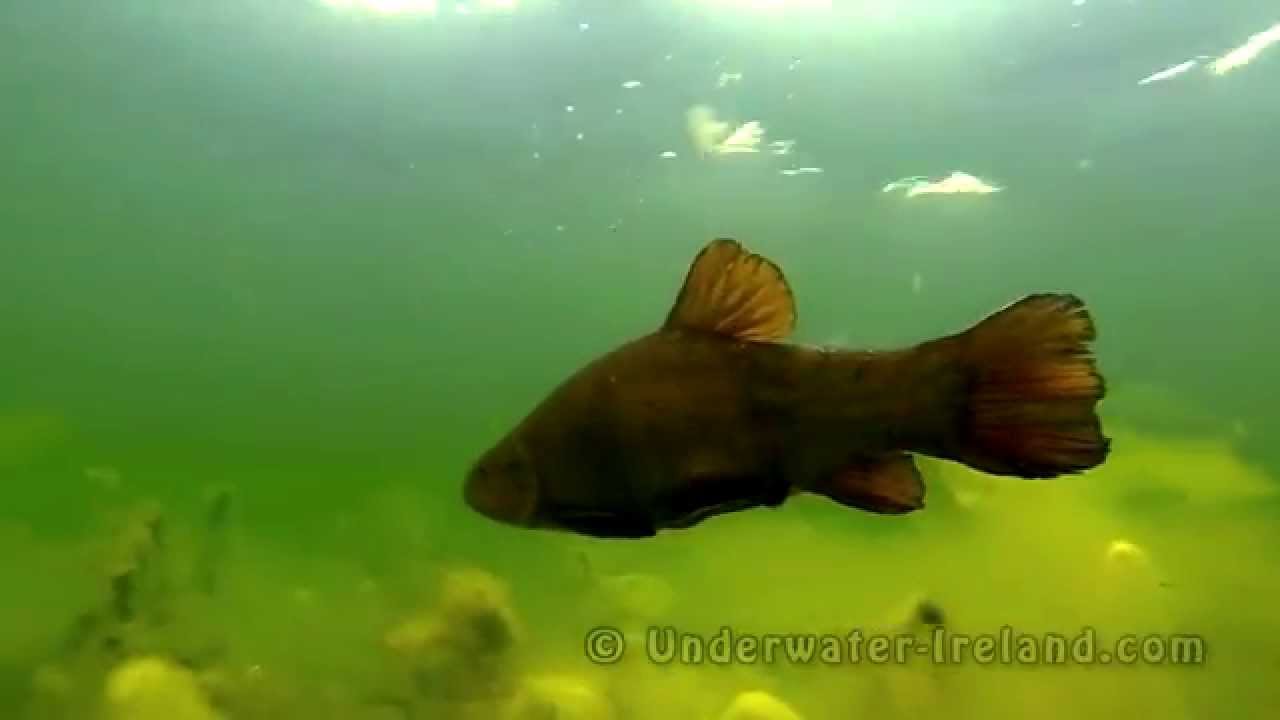 Big tench underwater in slow motion 100fps. L&iacute;n, suder, zeelt, suutari, Schleie, линь, lieň, tencas.