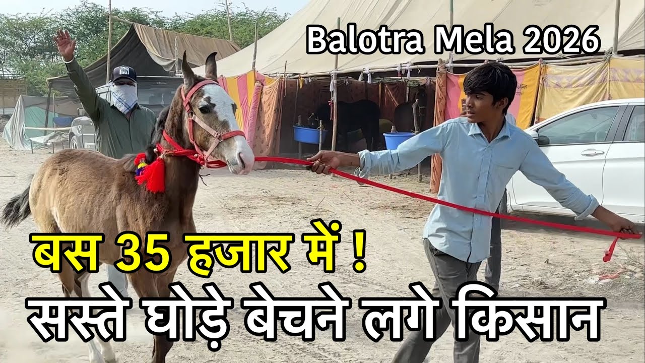 बस 35 हजार में ! मेला उफान पर सस्ते घोड़े बेचने लगे किसान | balotra horse mela 2026 live