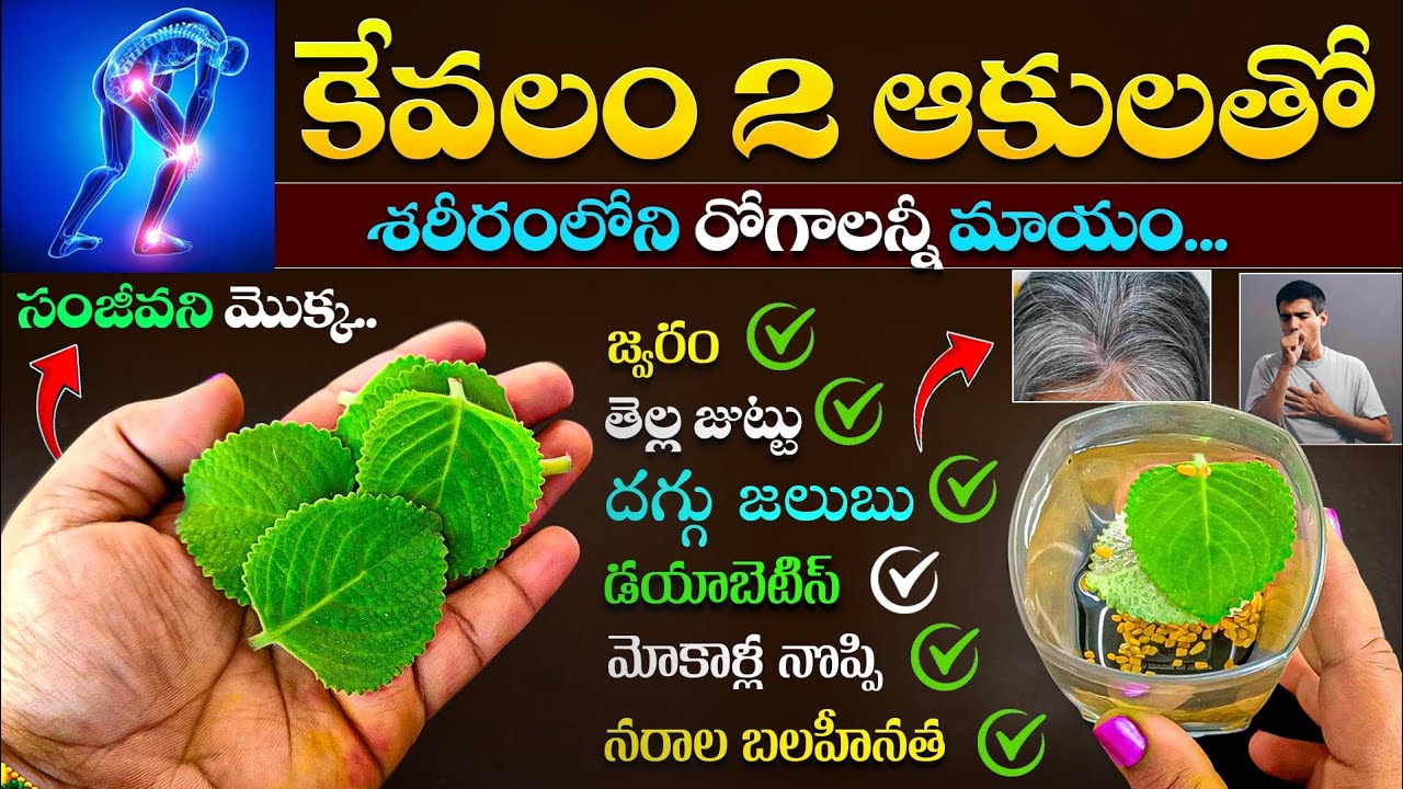 కేవలం 2 ఆకులతో శరీరంలోని రోగాలన్నీ మాయం | Vamaku Uses For Arthiritis #jointpains #bonestrength