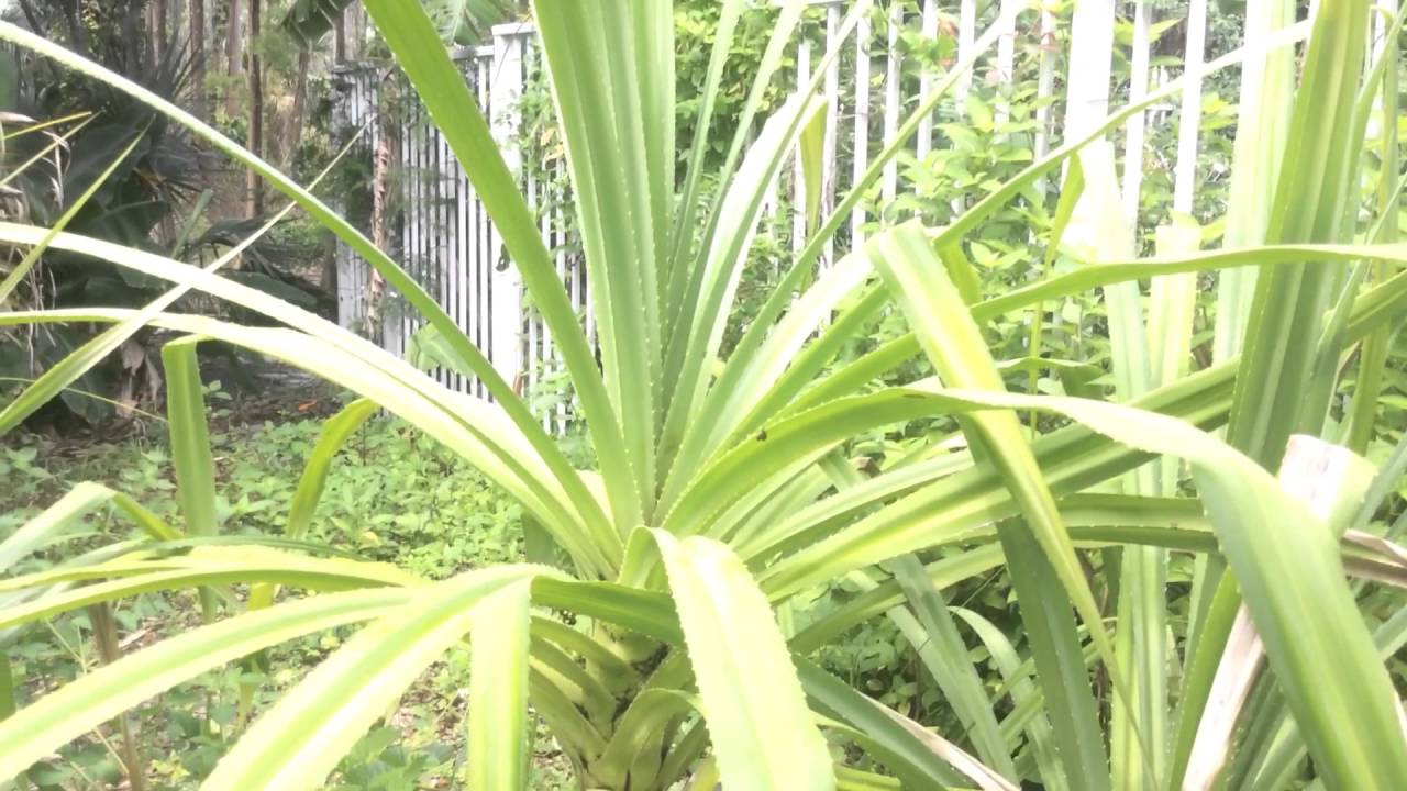 Pandanus utilis/ ?? Pandanus odoratissimus