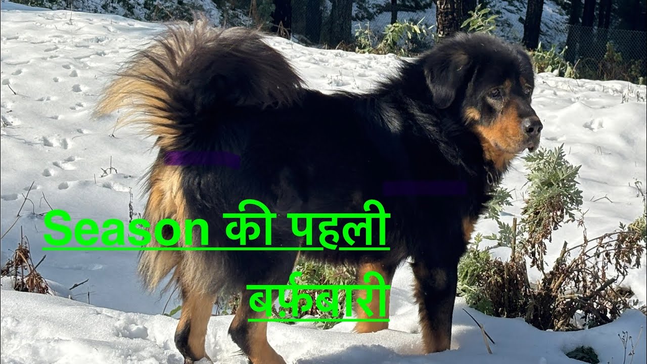 First snowfall of 2026 #Amar_kennel #Top quality dogs #Bhotia_dogs 