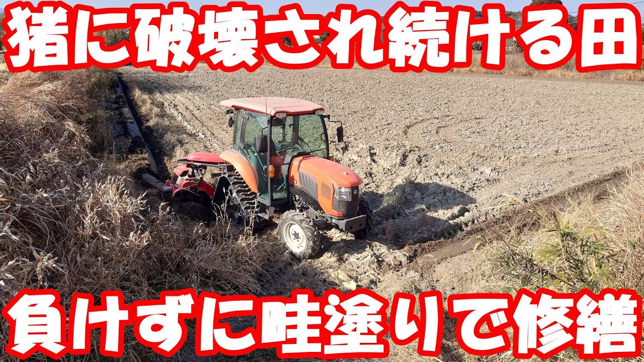 猪に壊される畦を修繕。堤防廃道2号線に接するたんぼの畦塗り。