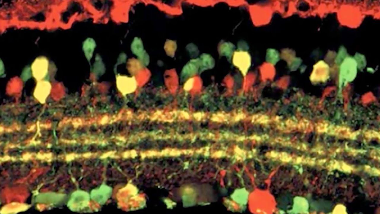 Lecture 4: Cell Types and Computing in the Retina
