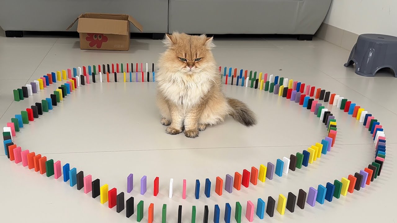 How does a cat react when trapped with dominoes? I've been won over by this kitten!