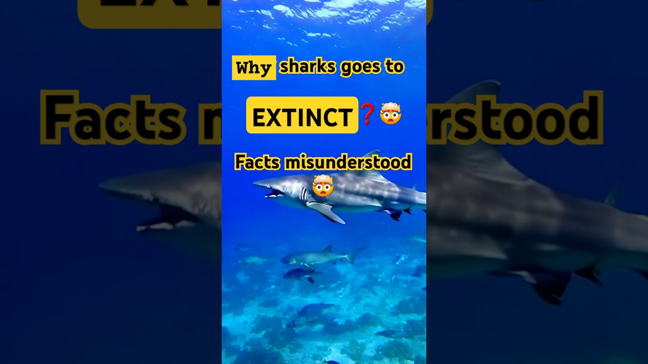 Why SHARKS are the Ocean's Most Misunderstood Creatures
