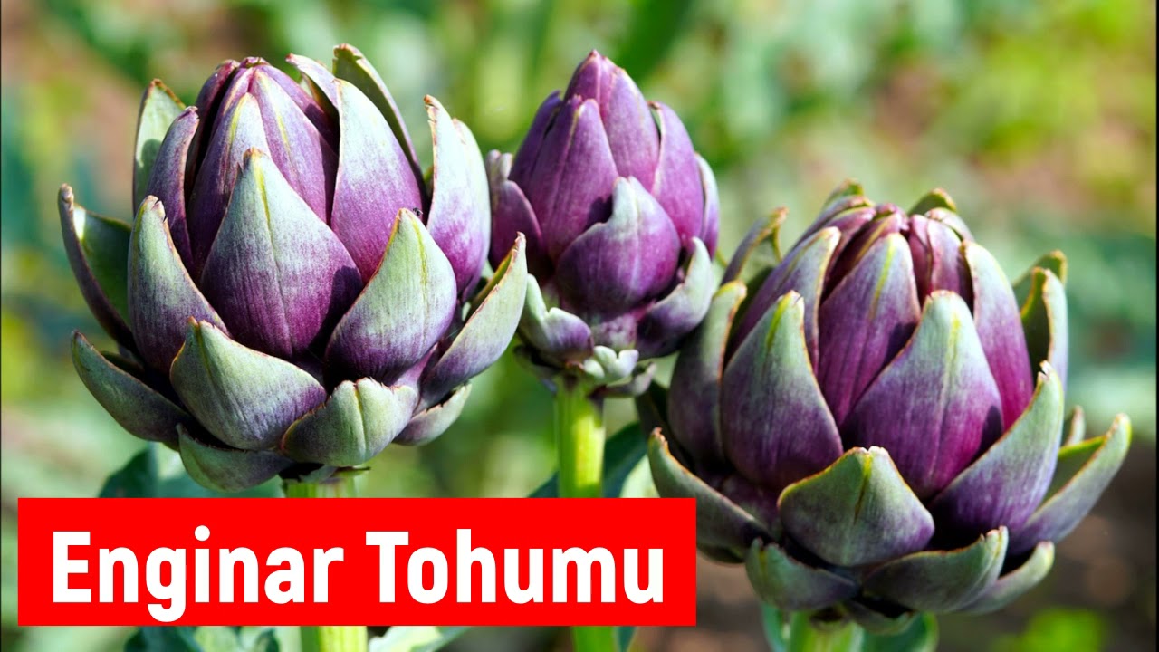 Enginar Tohumu Ne Zaman Ekilir - Hangi Ayda Hangi Mevsimde Ekilir