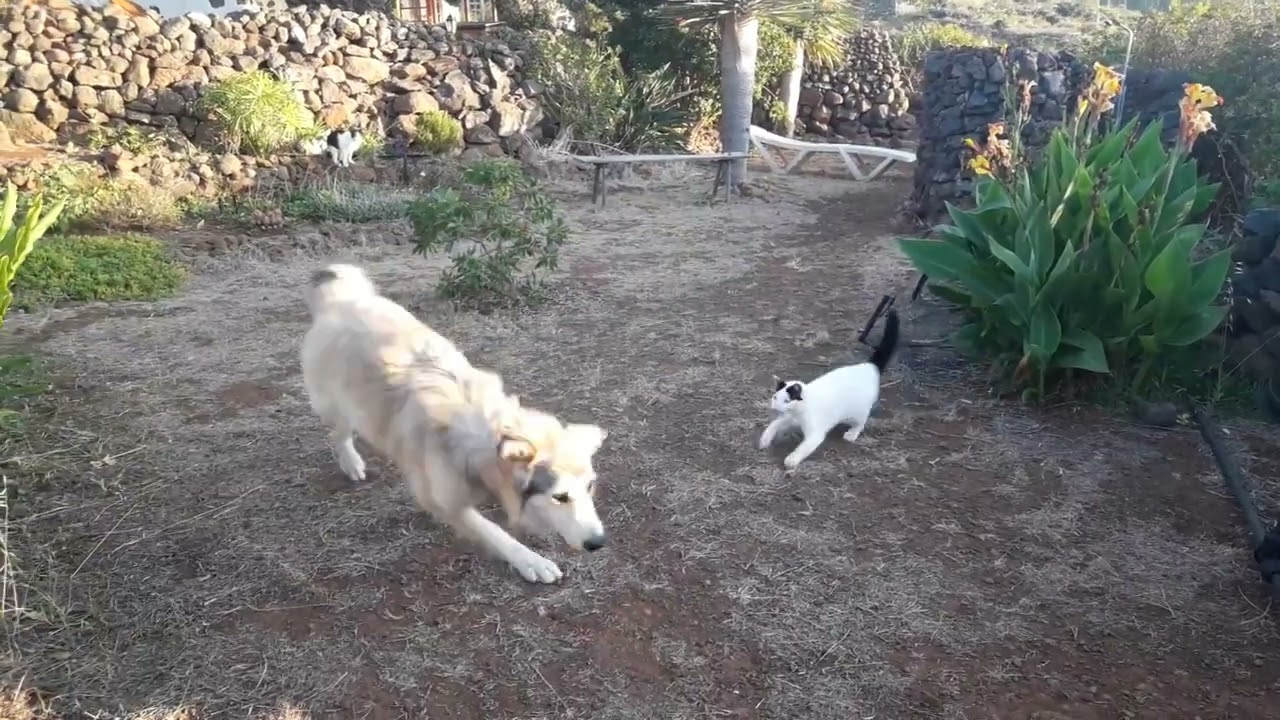 Mutige Katze, wilder Hund @IngeLaPalma