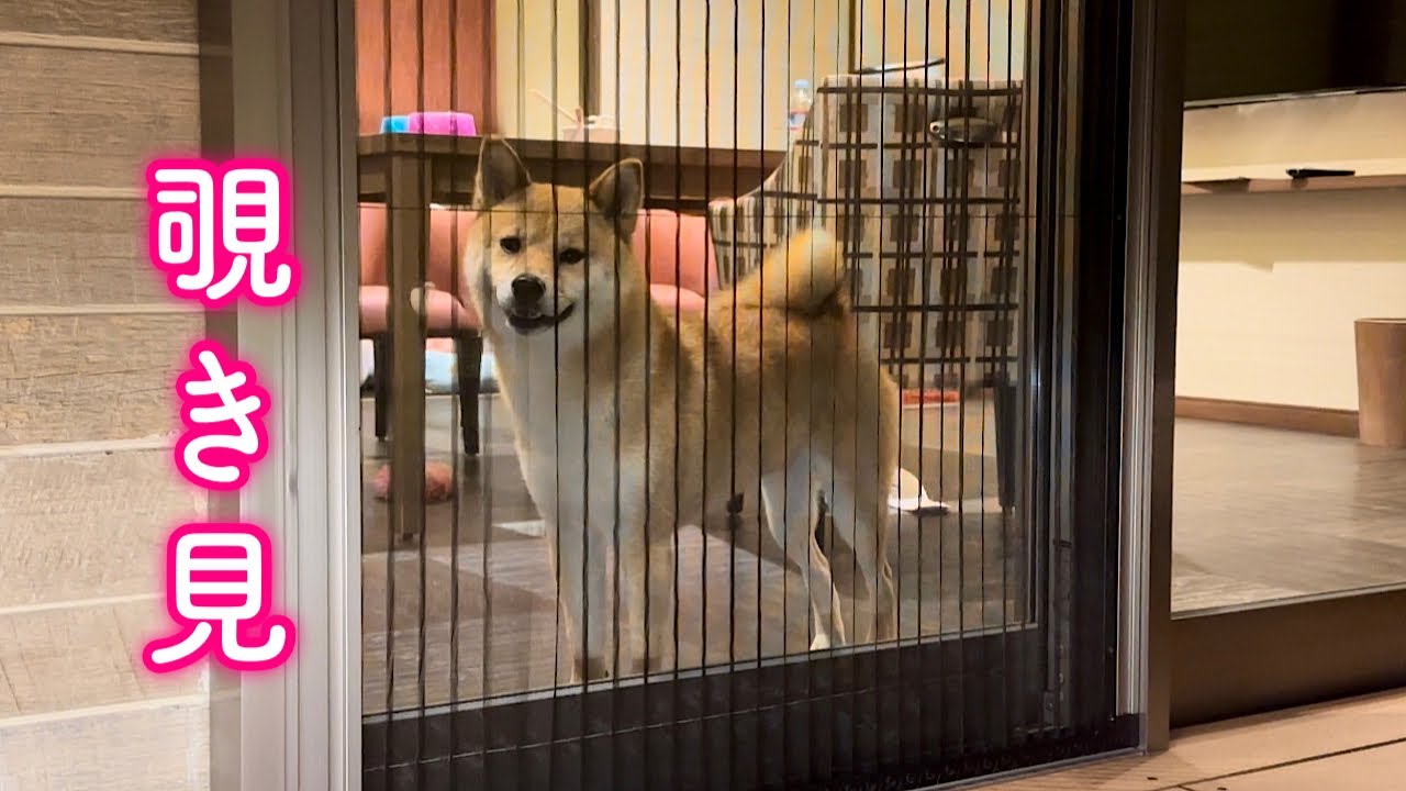 お風呂に入ってるママを見つけた瞬間ニヤニヤしながらウロウロ始める柴犬が可愛すぎました