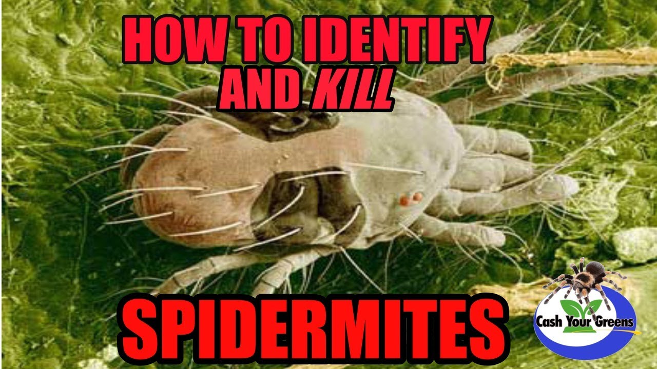 SPIDER MITES - HOW TO IDENTIFY & KILL SPIDER MITES / House Plants, Vegetables, and Fruit plants