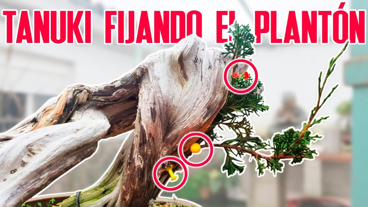 Tanuki - ajustando plantón