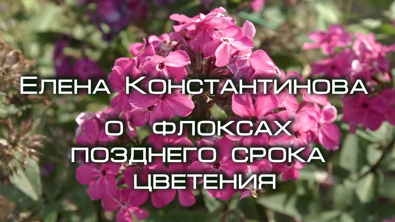 Поздние сорта флоксов