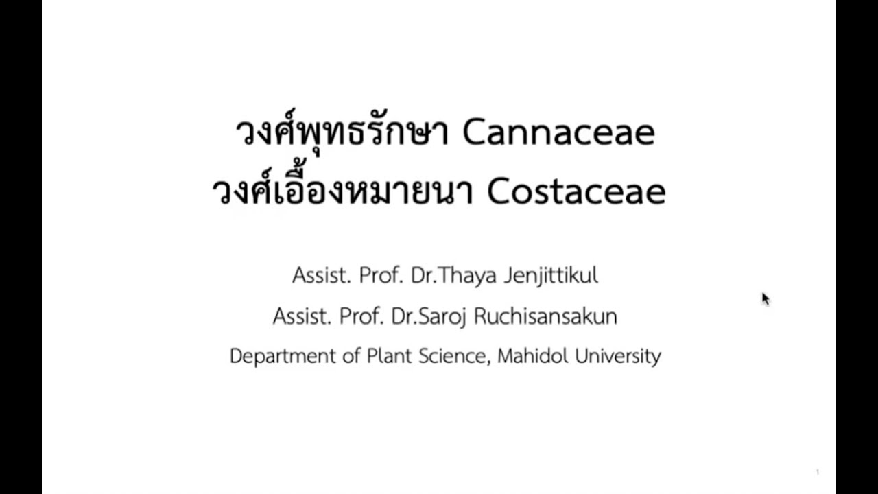 SCPL352 week 6 Cannaceae Costaceae Saroj Ruchisansakun