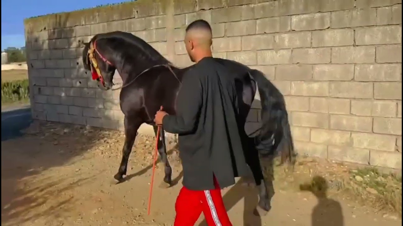 درنا زيارة عند الاخ يوسف تولعنا بلفاحل فايز الله ايبارك