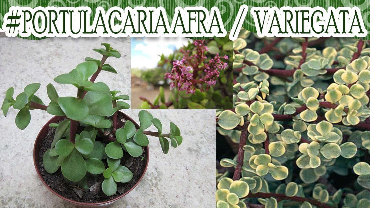 #Suculentadodia! | Portulacaria Afra / Variegata