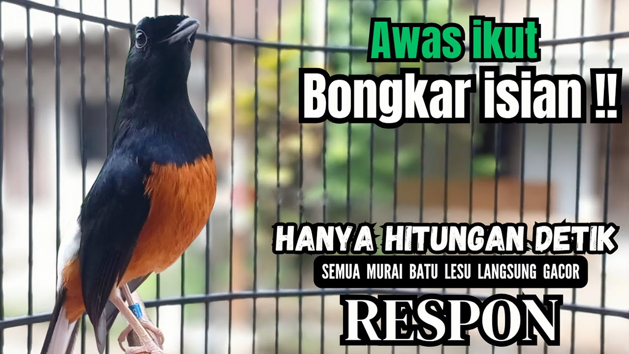 PANCINGAN murai batu agar bunyi FIGHTER - JADIKAN burung murai gacor !! LANGSUNG BONGKAR ISIAN