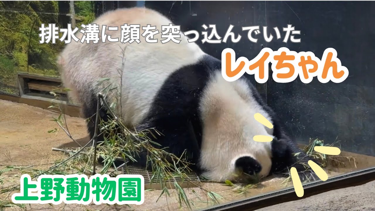 【ジャイアントパンダ】排水溝に顔を突っ込んでいたレイちゃん　#レイレイ　#上野動物園　#panda 2026年1月17日
