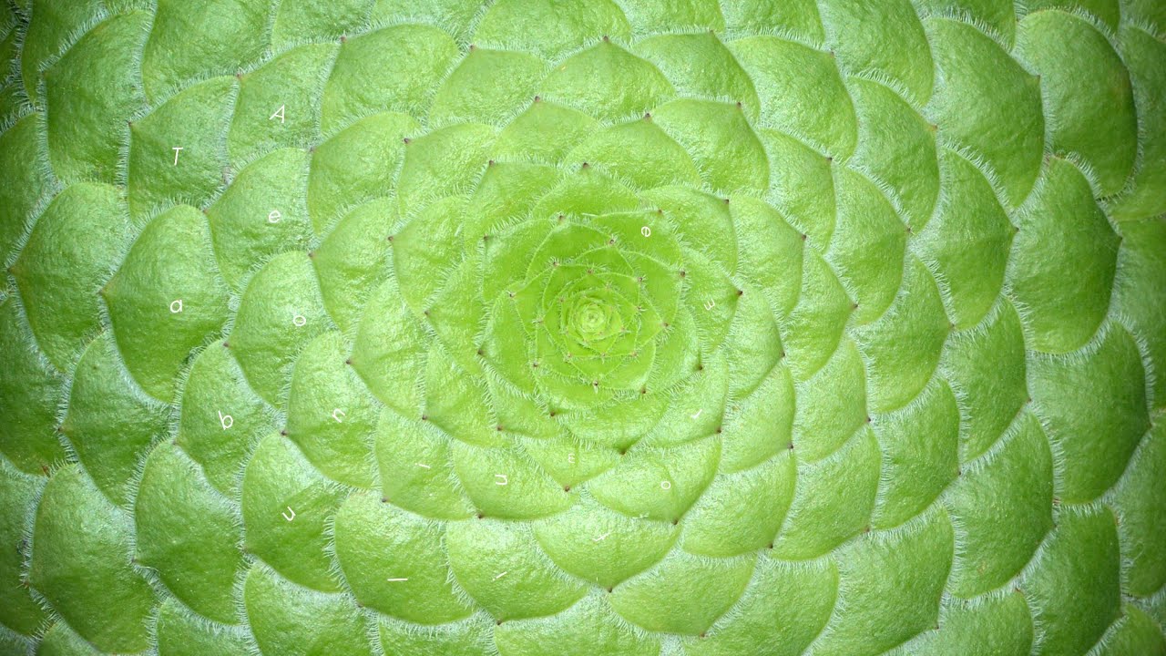 VOCÊ CONHECE A Aeonium Tabuliforme? CONSEGUE ACHAR O NOME DESTA BELA SUCULENTA?