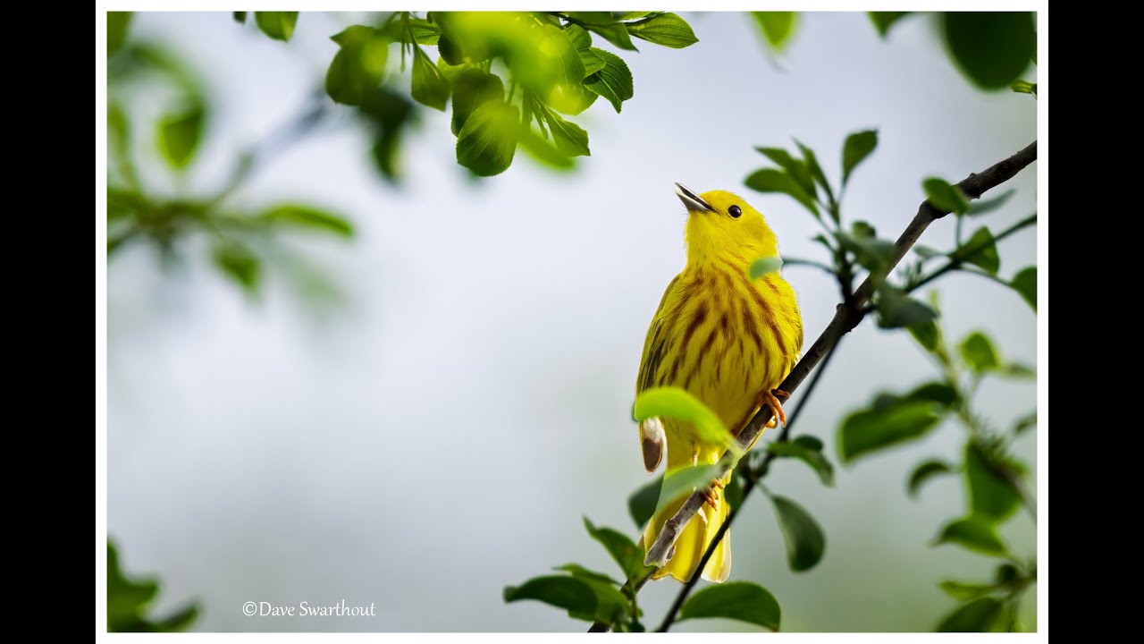 Birding the Tifft Nature Reserve Spring 2025