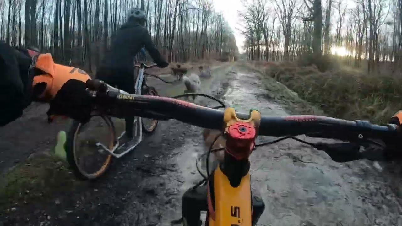 Je prête ma Cani-trottinette + attelage 4 chiens