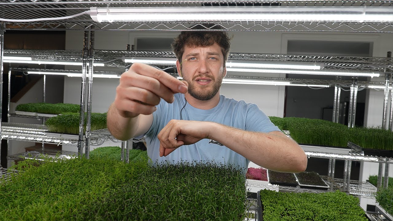 4 Microgreens you should be growing! - Chive, Celery, Carrot, & Pea Tendrils