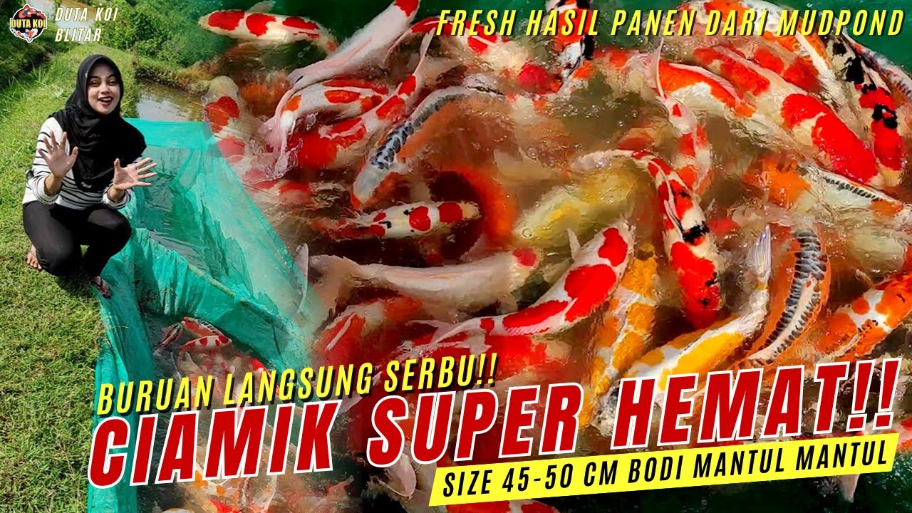KOI CIAMIK SUPER HEMAT!! SIZE 45-50 CM FRESH HASIL PANEN DARI MUDPOND!! BURUAN SERBU!!