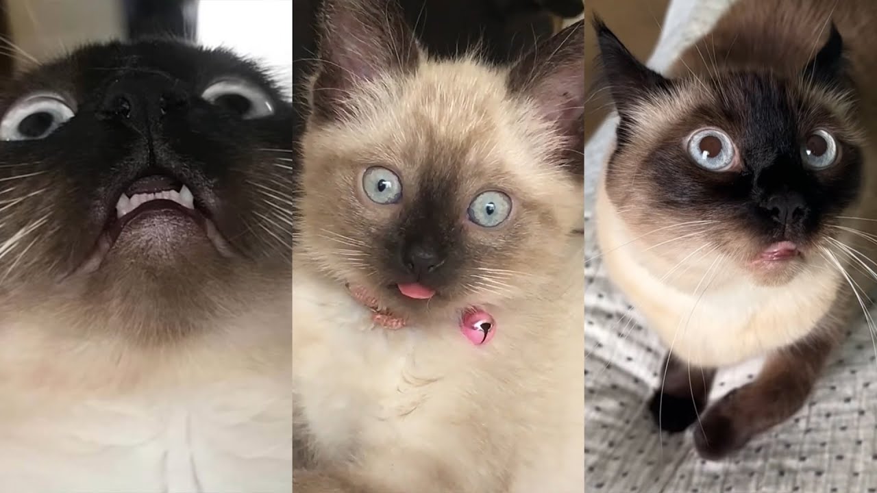 Merv The Cat Funniest TikToks 2025 - New Merv The Cat TikTok Videos Compilation