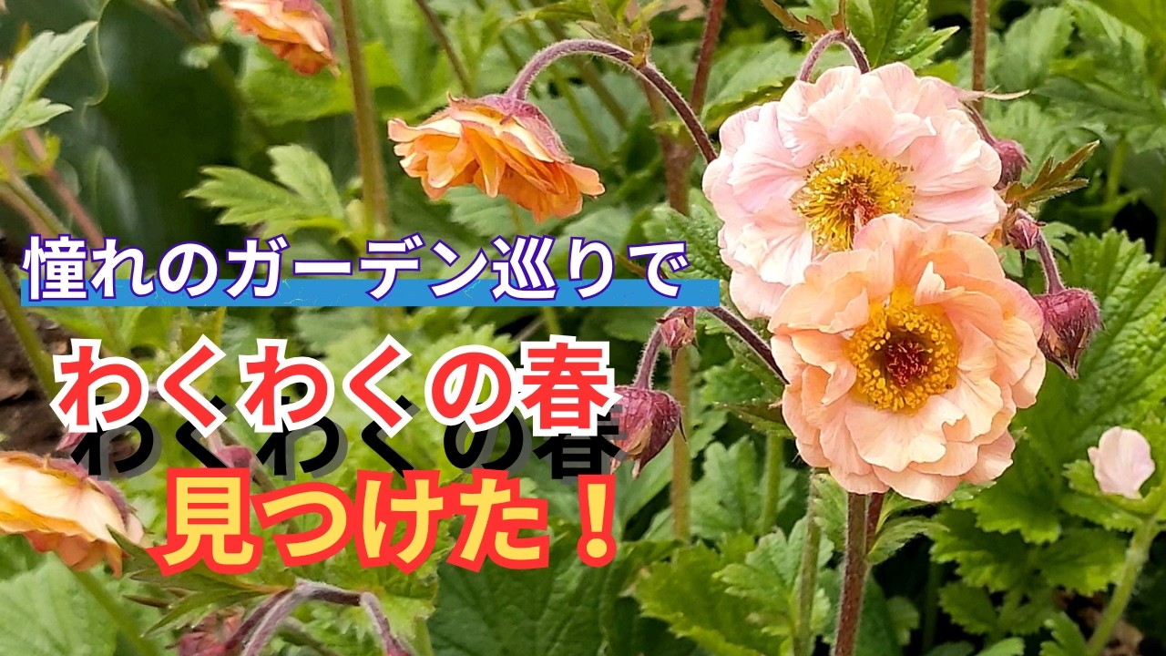 【ガーデニング】わくわくの春を見つけた！憧れのガーデンの宿根草や花木など２月中旬の様子を紹介！園芸のプロから学ぶ！あしかがフラワーパーク【栃木県足利市】Gardening