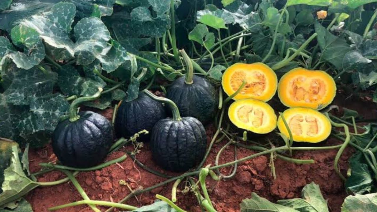 DICAS DE OURO PARA PLANTAÇÃO DE ABÓBORA!!